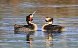 Great Crested Grebe